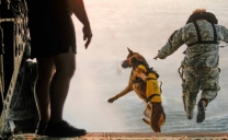 Il Cane: il Migliore Amico dell’Uomo…anche in Guerra