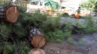 Mille alberi abbattuti a Palermo, Verdi presentano esposto
