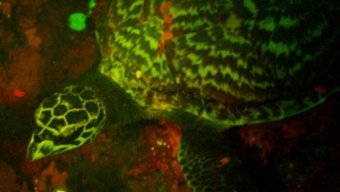 Scoperta la prima Tartaruga BioFluorescente al mondo