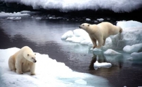 Poco ghiaccio,orsi polari diventano ‘golosi’ di uova uccelli