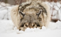Il ritorno dei lupi fa paura ai pastori. “Pronto un piano per abbatterli”