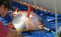 Opah: il primo pesce a Sangue Caldo al mondo