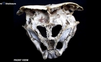 Rinvenuto misterioso “cranio alieno” nelle montagne di Rodopi, Bulgaria