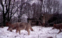 Gli animali selvaggi invadono la zona di Chernobyl