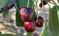 Grandinate gravi danni ai vigneti e alle colture di ciliegie in Puglia.