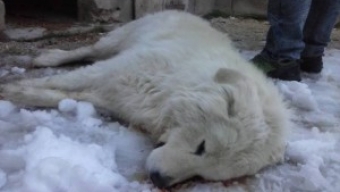 Cane da competizione viene avvelenato in Abruzzo