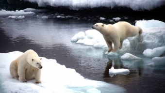 Poco ghiaccio,orsi polari diventano ‘golosi’ di uova uccelli