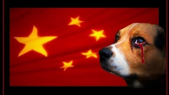Condividete al massimo!! Il 21 Giugno inizia il Festival della carne di cane: Fermiamo il massacro!!