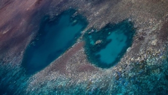 Sbiancamento record per la Grande barriera corallina