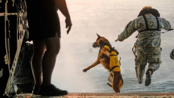 Il Cane: il Migliore Amico dell’Uomo…anche in Guerra