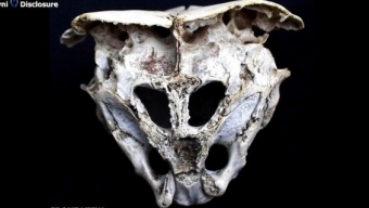Rinvenuto misterioso “cranio alieno” nelle montagne di Rodopi, Bulgaria