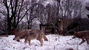 Gli animali selvaggi invadono la zona di Chernobyl
