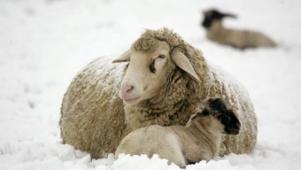 Il freddo delle pecore.