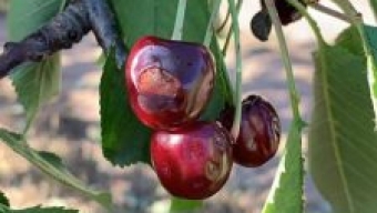 Grandinate gravi danni ai vigneti e alle colture di ciliegie in Puglia.