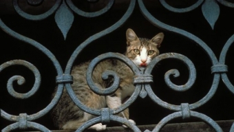 Variante Inglese, Primo caso, su un Gatto in Provincia di Novara