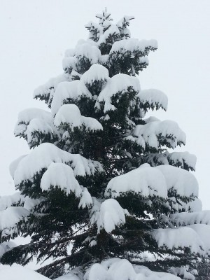 10592874_801275563241031_6656635326326197544_n