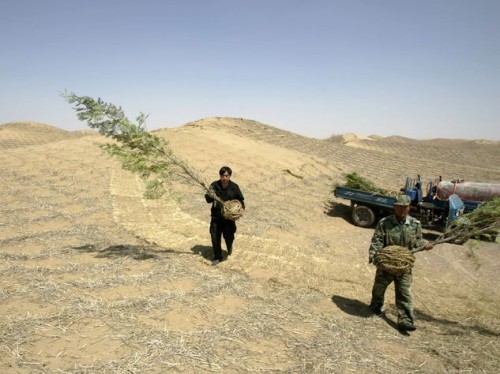 __070018___alberi_pechino