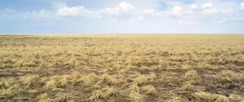 Field damaged by hailstones