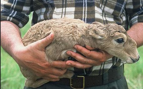 mistero-morte-antilopi400-May.-27-10.19