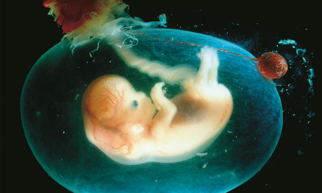 embrioni