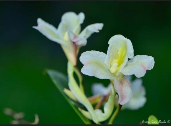 marzo%20Rodriguezia%20granadensis%20(Lindl_)%20Rchb_%20f_%201852%20_%20Flickr%20-%20Photo%20Sharing!