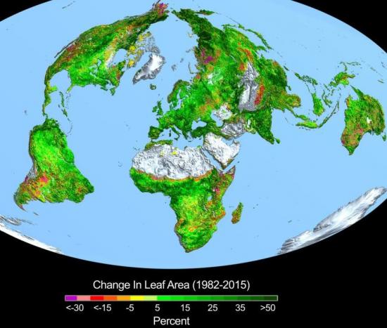 leaf-area_0