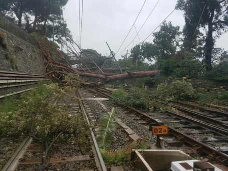 Pino crolla su binari, Intercity bloccato fra Zoagli e Rapallo