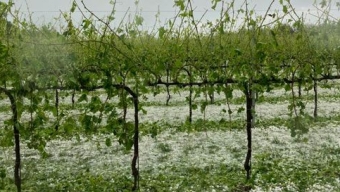 Grandinate : 5 milioni di danni all’agricoltura in provincia di Treviso.