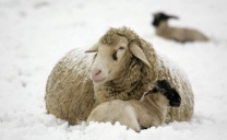 Il freddo delle pecore.