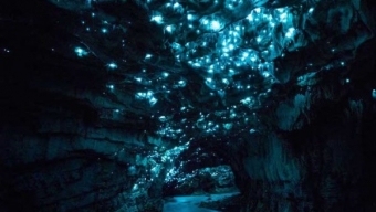 Le lucciole illuminano le grotte della Nuova Zelanda come un incantevole cielo stellato