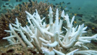 Global Warming: la grande barriera corallina sull’orlo del disastro